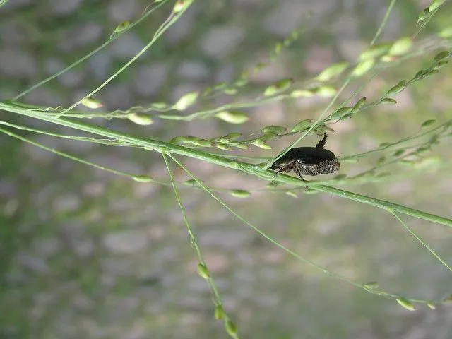 Brecha 2 Sep 09 mini bellezas 043 | Flickr - Photo Sharing! Brecha 2 Sep 09 mini bellezas 043 | Flickr - Photo Sharing!