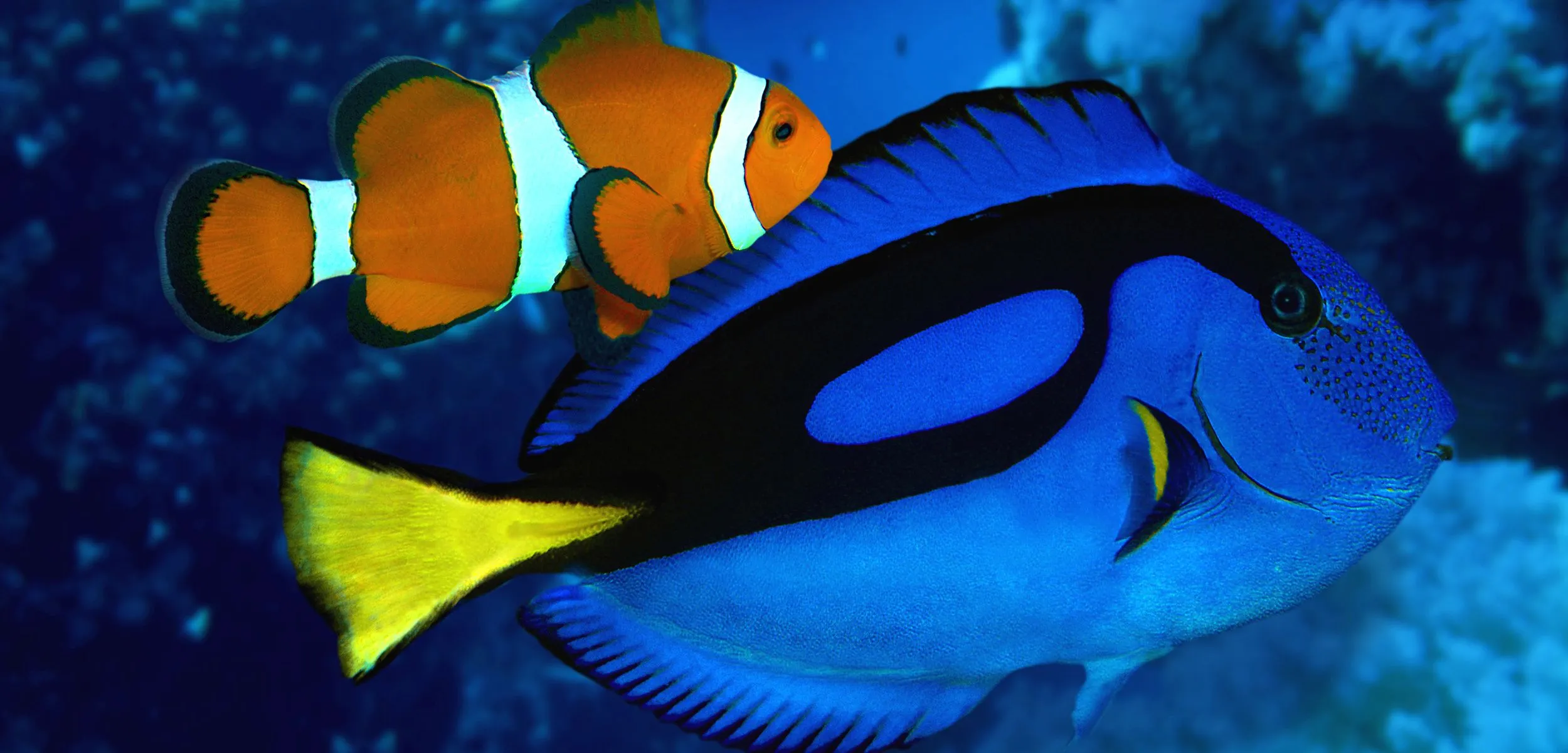 Breeding Dory | Hakai Magazine