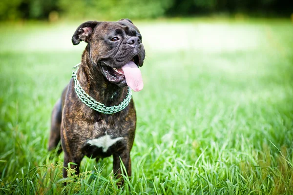 Brindle boxer dog standing in grass — Stock Photo © mathom #6149431 Brindle boxer dog standing in grass — Stock Photo © mathom #6149431