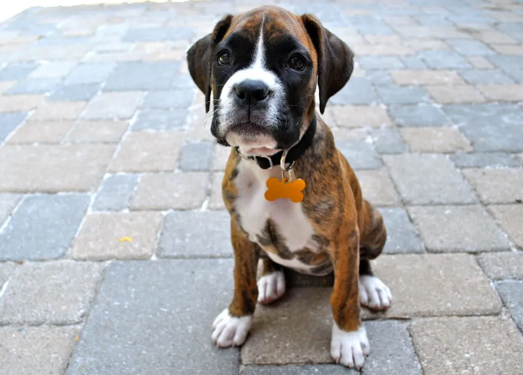 Brindle Boxer Puppy 2 by marchuntilmay on DeviantArt Brindle Boxer Puppy 2 by marchuntilmay on DeviantArt