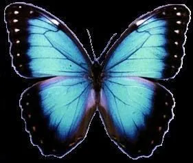 Brisa sin aire: EL EFECTO MARIPOSA