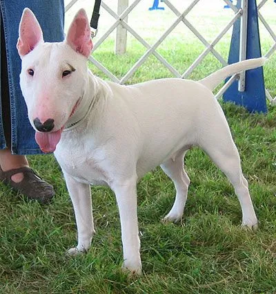 Wallpapers bull terrier - Imagui