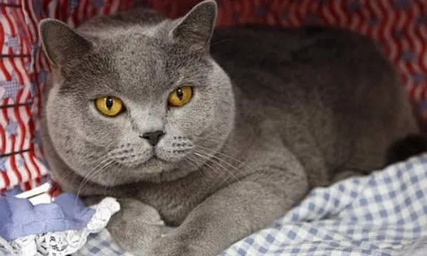 British shorthair, el gato tranquilo