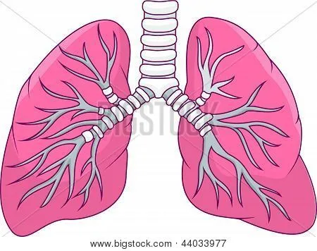 Bronquial vectores, fotos e ilustraciones en stock | Bigstock