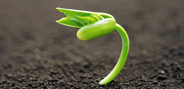 Brotes verdes, ahora sí. | The business & the people Brotes verdes, ahora sí. | The business & the people