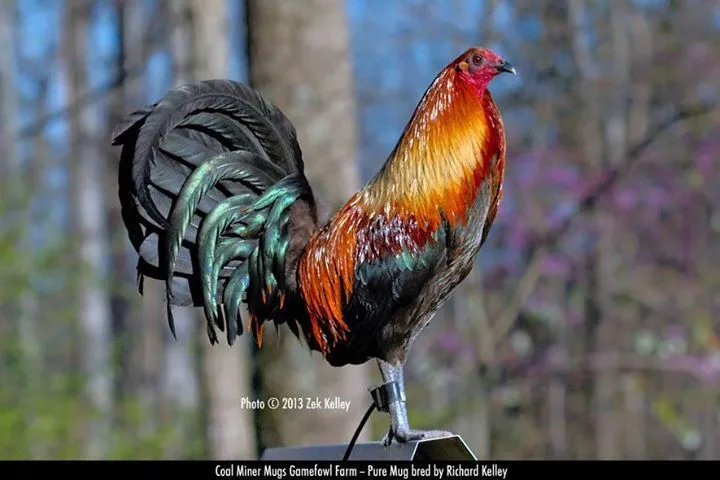 Brown Red Mug Game fowl | Gallos | Pinterest | Game Fowl, Mugs and ... Brown Red Mug Game fowl | Gallos | Pinterest | Game Fowl, Mugs and ...