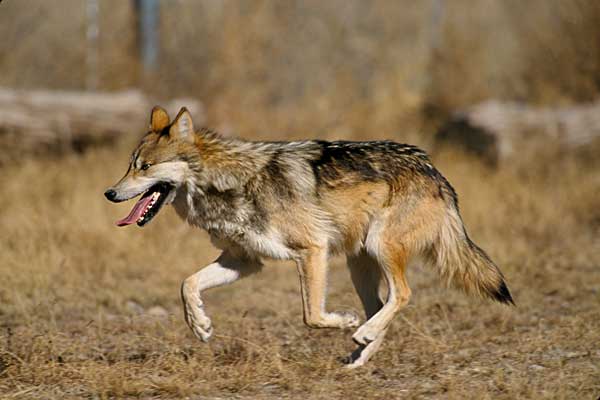 Bruselas salva al lobo (de momento) » » www.doogweb.es