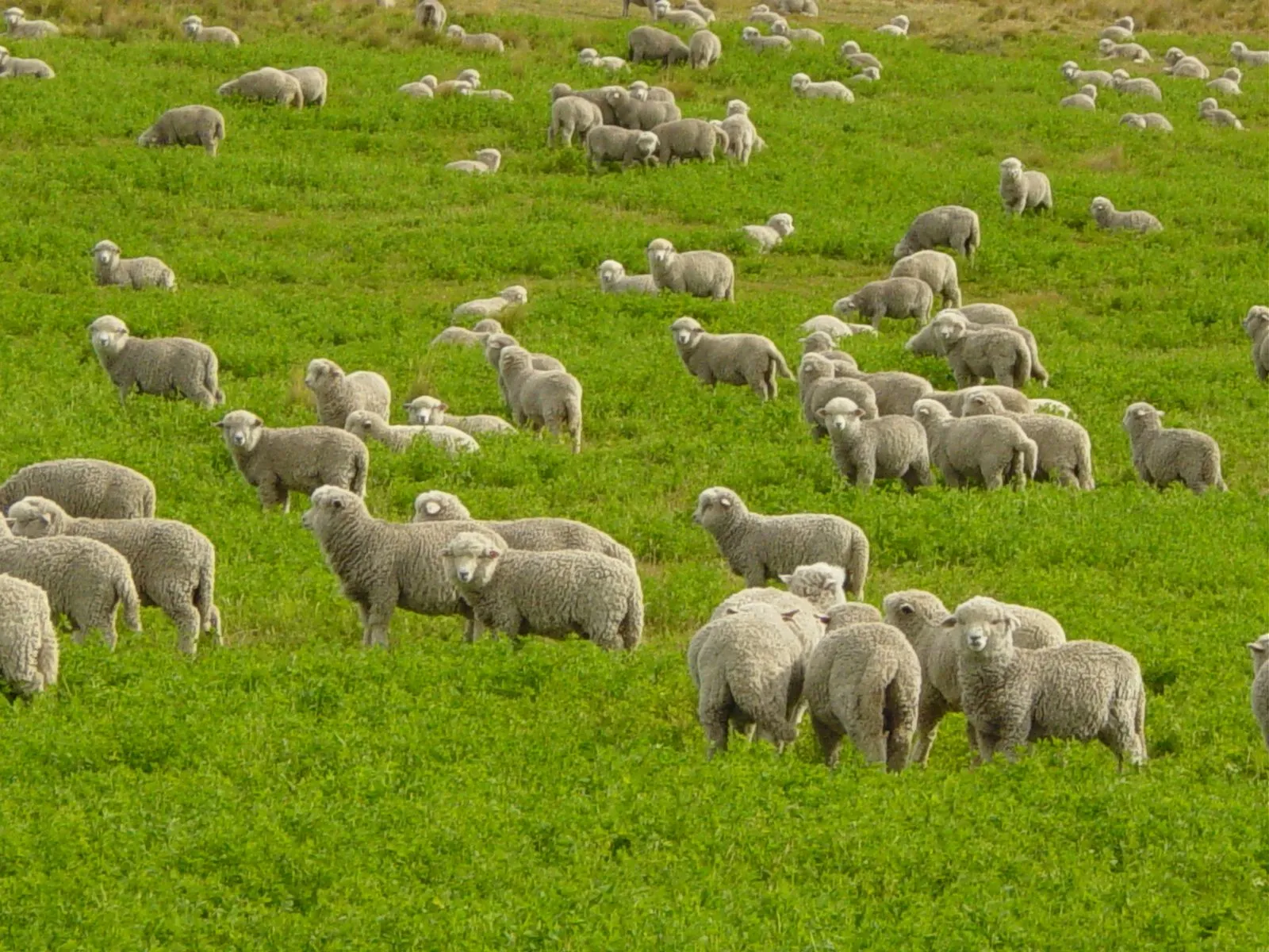 Bryant Park Blog: Sheep and Woolen Wonders