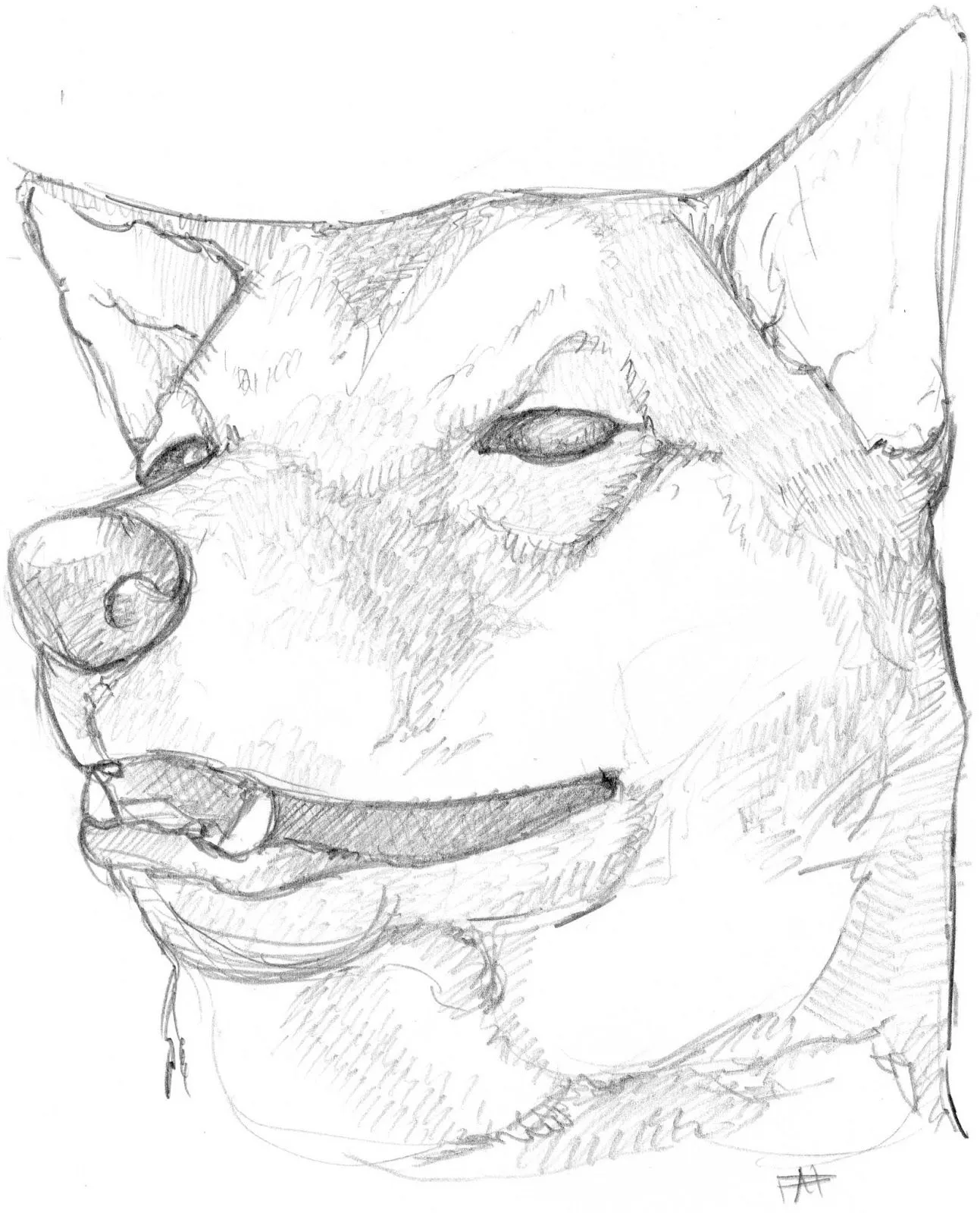 El Budita Feliz: Cuatro bocetos a lápiz HB. Dos perros, un gato ... El Budita Feliz: Cuatro bocetos a lápiz HB. Dos perros, un gato ...