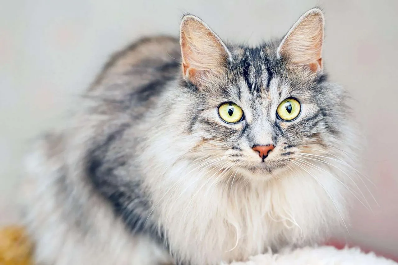 Bueno, Hello Kitty! Más de 120 nombres de gatos japoneses para tu nuevo amigo felino Bueno, Hello Kitty! Más de 120 nombres de gatos japoneses para tu nuevo amigo felino