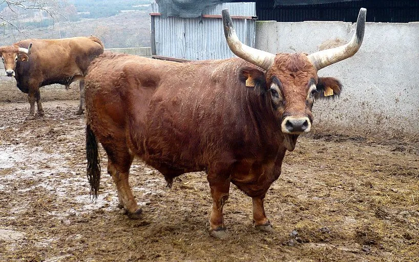 BUEY-DE-RAZA-CACHENA.jpg
