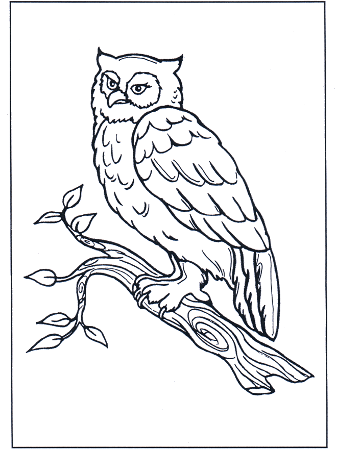Dibujos.org / Animales / Pájaros / Búho en una rama Dibujos.org / Animales / Pájaros / Búho en una rama