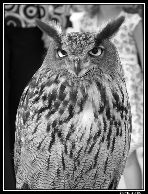 BUHO BLANCO Y NEGRO | Flickr - Photo Sharing!