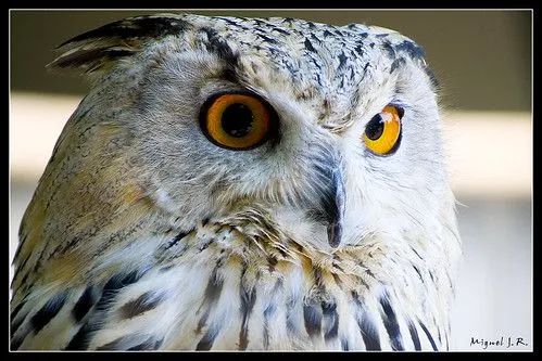 Buho Real Siberiano | Flickr - Photo Sharing! Buho Real Siberiano | Flickr - Photo Sharing!