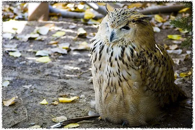 Buho Real Siberiano | Flickr - Photo Sharing!