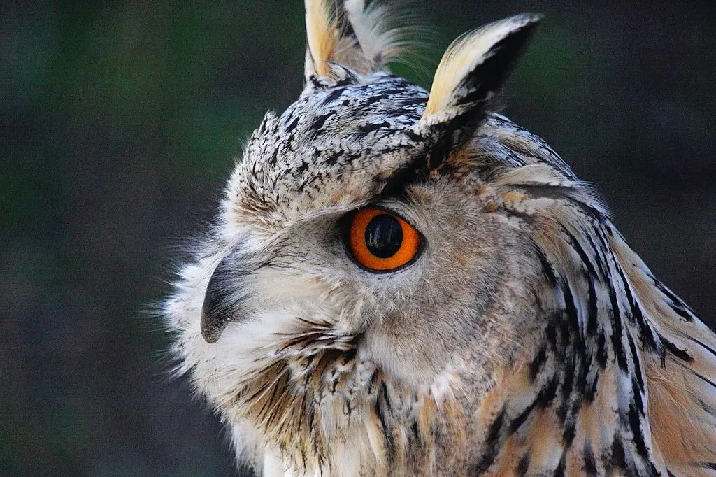 Buho Real Siberiano - Galerías Canonistas.