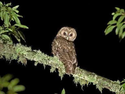 Por qué el búho sólo sale de noche? | De vez en cuando la vida te besa Por qué el búho sólo sale de noche? | De vez en cuando la vida te besa
