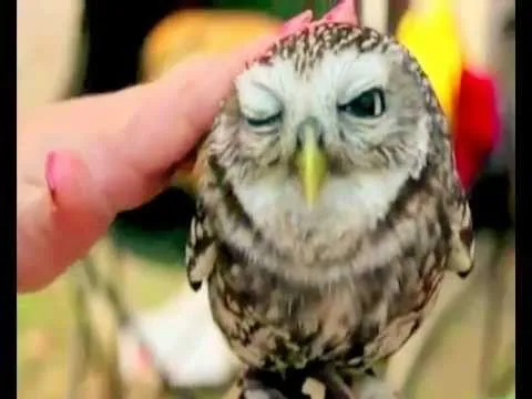 Acariciando un Buho (Respetando a los Animales) - YouTube