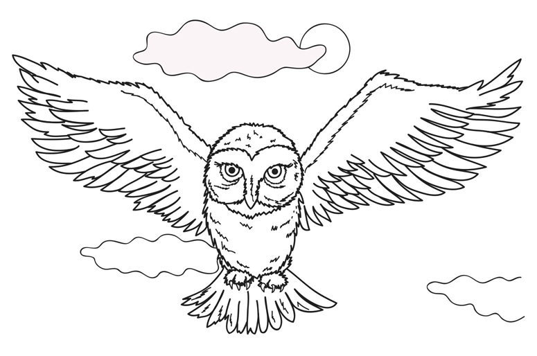 Imágenes de búhos volando - Imagui