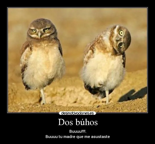 Dos búhos | Desmotivaciones