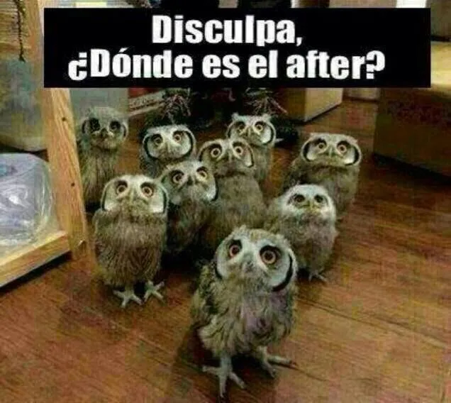 buhos graciosos | Gracioso! | Pinterest