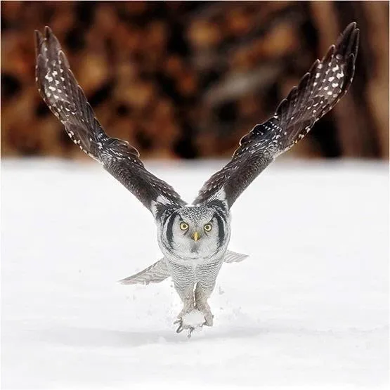Búho volando en paisaje nevado - İlginç Resimler Búho volando en paisaje nevado - İlginç Resimler