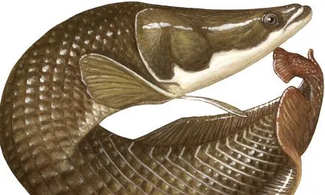 buldjr: El arapaima, el monstruo del Amazonas, buldjr: El arapaima, el monstruo del Amazonas,