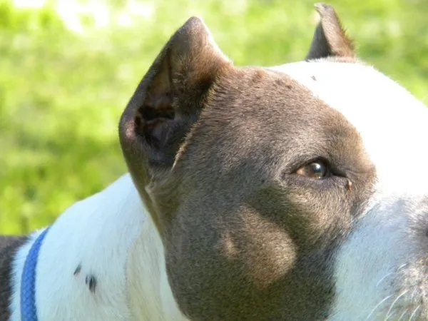 Diferentes tipos de corte de orejas para pitbull - Imagui