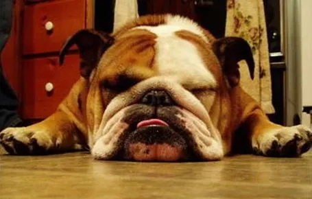BULL DOG INGLES | mariateresfernandez