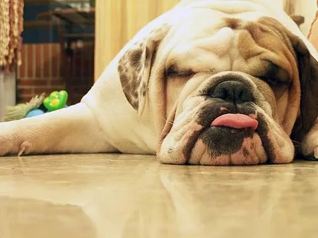 BULL DOG INGLES | mariateresfernandez