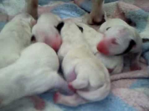 BULL TERRIER BEBES - YouTube
