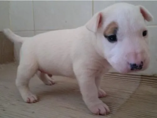 Bull terrier cachorros blancos y pirata - Buenos Aires, Argentina ...
