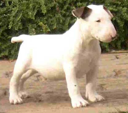 BULL TERRIER | CANINOS