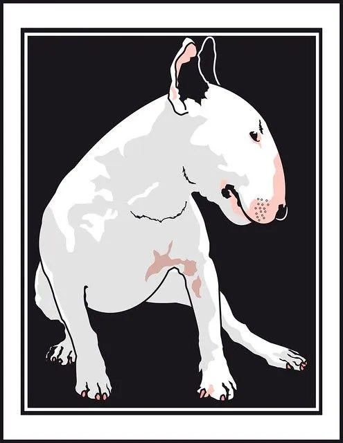 Bull Terrier | Flickr - Photo Sharing!
