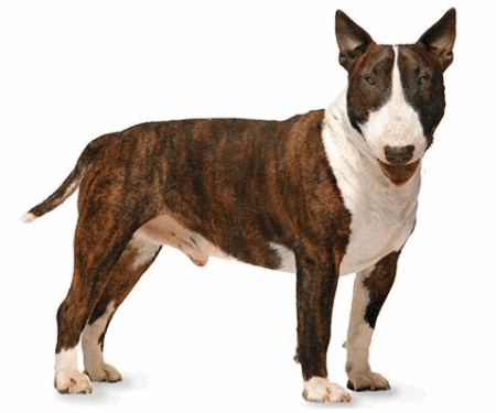 Bull terrier Graphics and Animated Gifs
