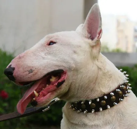 Bull Terrier Harness