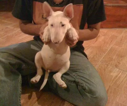 bull terrier ingles blanca 4 meses en Saltillo bull terrier ingles blanca 4 meses en Saltillo