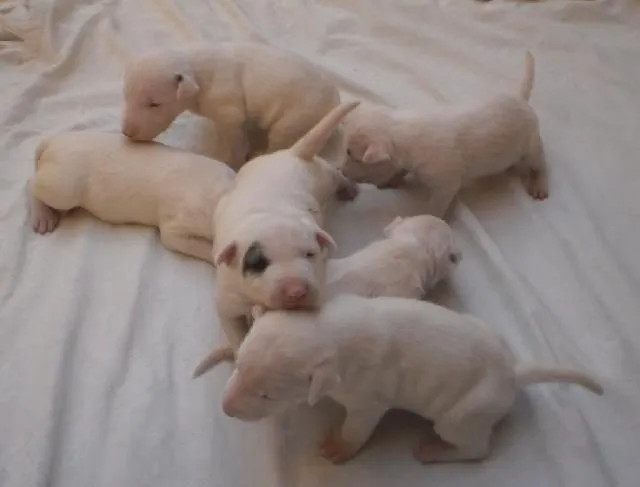 BULL TERRIER INGLES en Colima