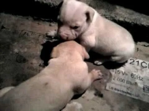 bull terrier ingles-pit bull cachorros - YouTube bull terrier ingles-pit bull cachorros - YouTube