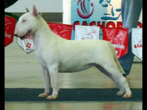 BULL TERRIER INGLES♣ - YouTube