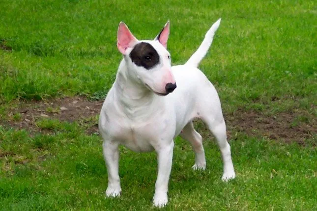 Bull Terrier Puppies for Sale from Reputable Dog Breeders Bull Terrier Puppies for Sale from Reputable Dog Breeders