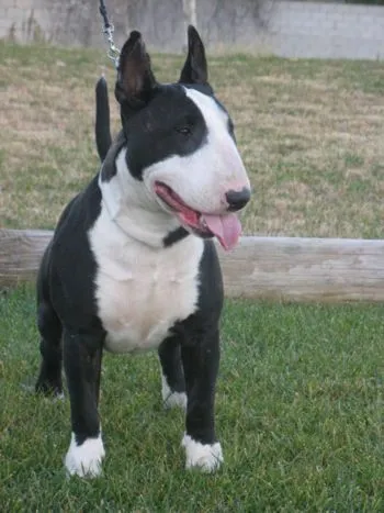 bull terrier | RAZAS DE PERROS