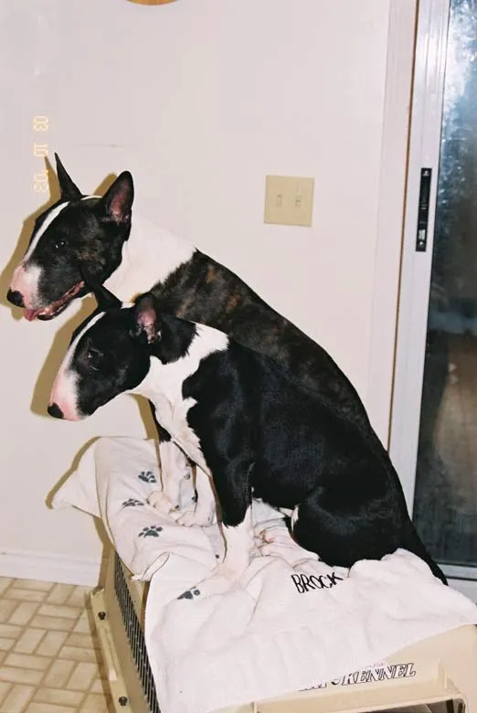 English Bull Terrier wallpaper