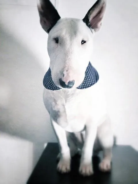 Bull Terrier Wallpapers - Android Apps on Google Play Bull Terrier Wallpapers - Android Apps on Google Play