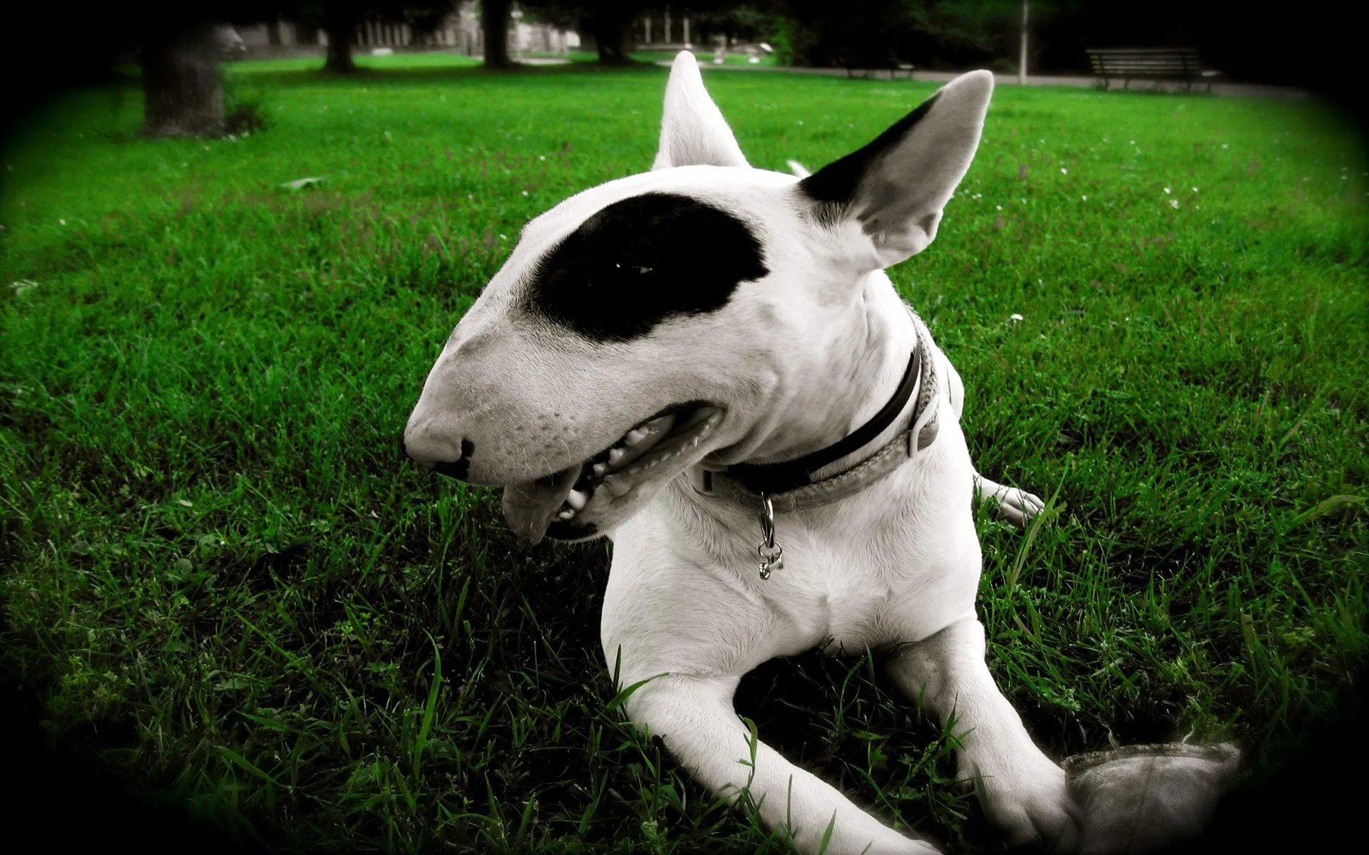 4 Bull Terrier Wallpapers | Bull Terrier Backgrounds