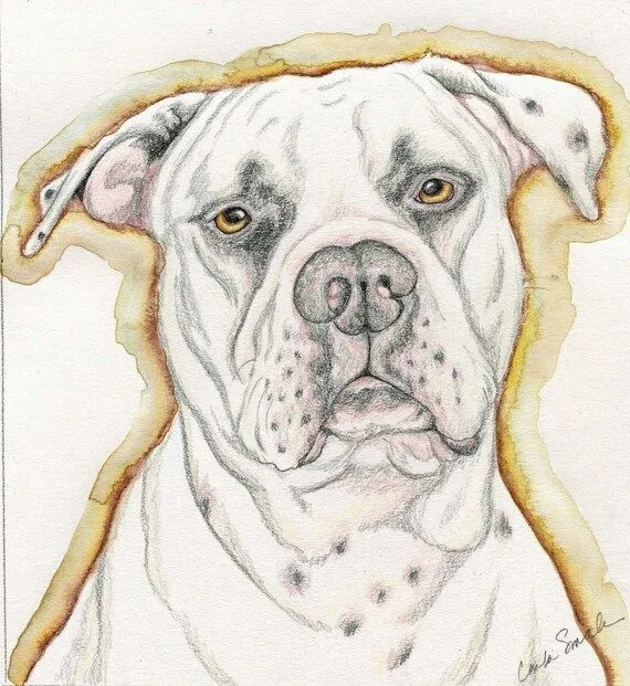 Bulldog americano blanco perro arte retrato por carlascreatures Bulldog americano blanco perro arte retrato por carlascreatures