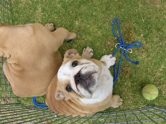 Bulldog bebe | Flickr - Photo Sharing!