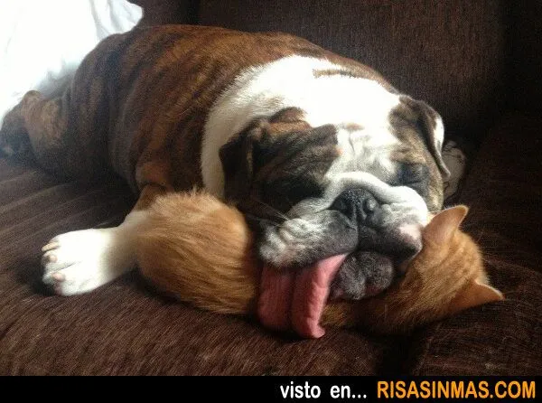 bulldog-dormido-sobre-un- ...