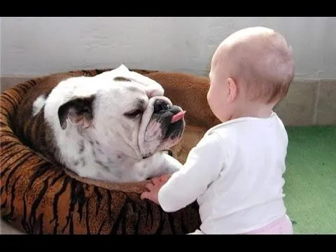 bulldog | facilisimo.com