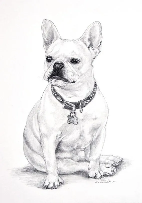 Bulldog francés sentado perro Art Print en 8 x 10 por PTarlowArt Bulldog francés sentado perro Art Print en 8 x 10 por PTarlowArt